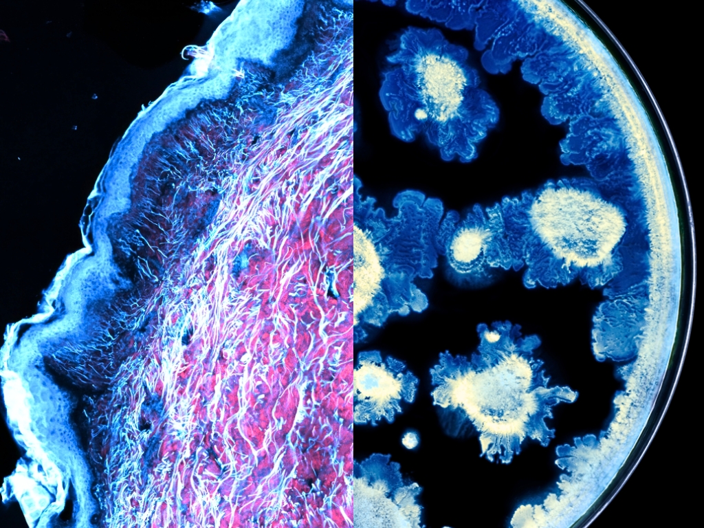 L'Oréal e Institut Pasteur